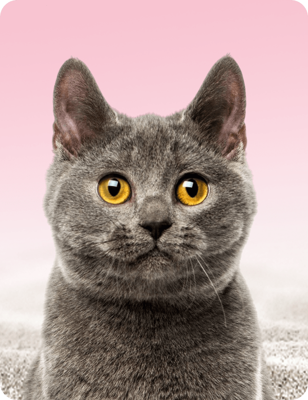 Cat Brasil